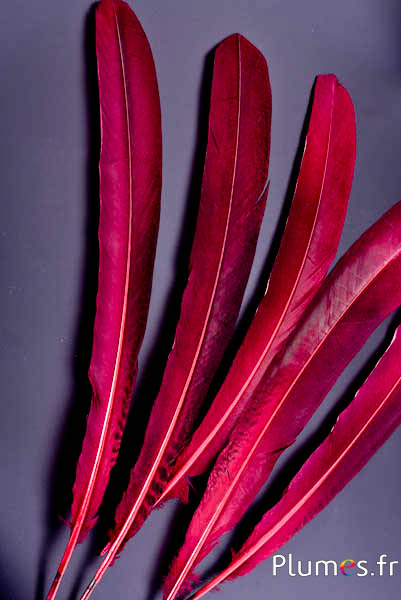 Pfau violett - 45-52 cm - bordeaux